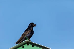 bird-eats-a-lot-of-mosquitos