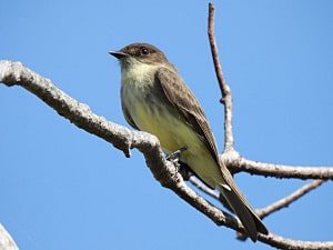 birds-help-control-mosquitoes