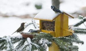 birds-live-in-the-winter