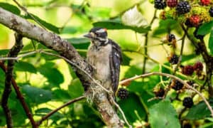 birds-sleep-in-the-winter