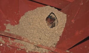 do-birds-use-nests-in-winter
