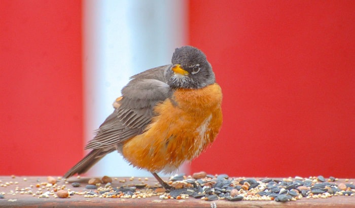 get-rid-of-birds-pooping-on-patio