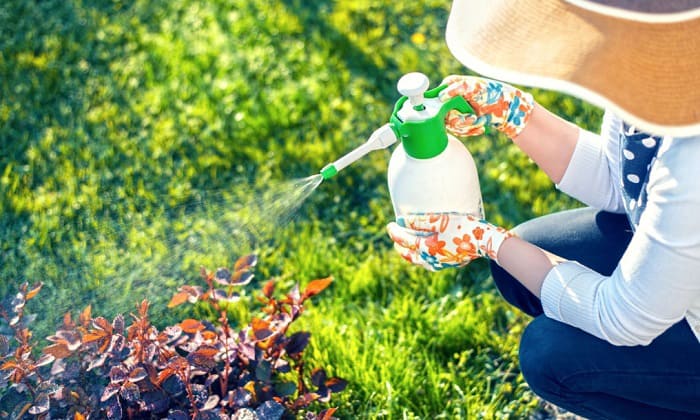 homemade bird repellent spay to keep birds away