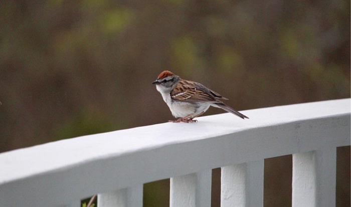 how to keep birds from pooping on my porch