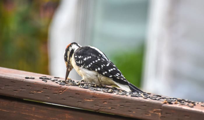 keep-birds-away-from-patio