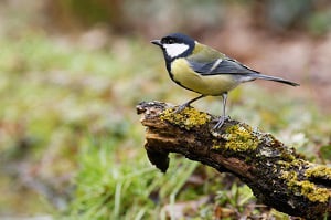 name-of-the-bird-that-eats-mosquitoes