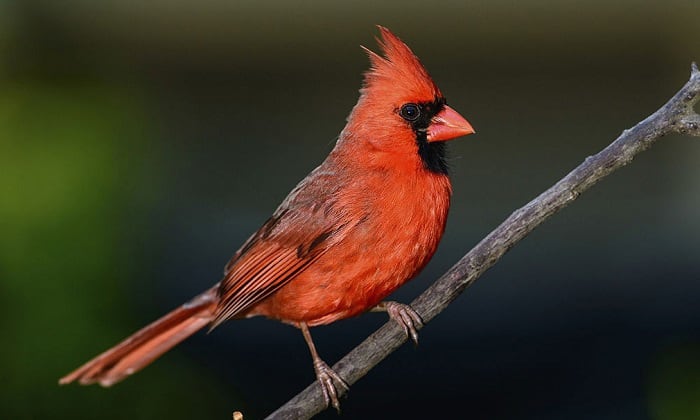 north-carolina-state-bird