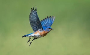 starlings-eat-mosquitoes