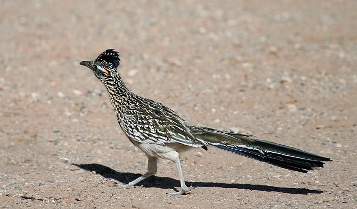 state-bird-of-new-Mexico