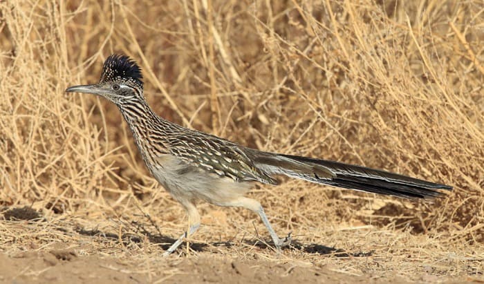 what is new mexico state bird