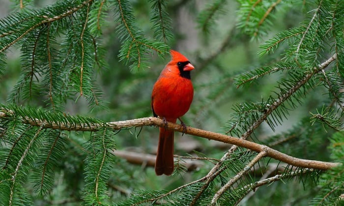 what is the state bird of north carolina