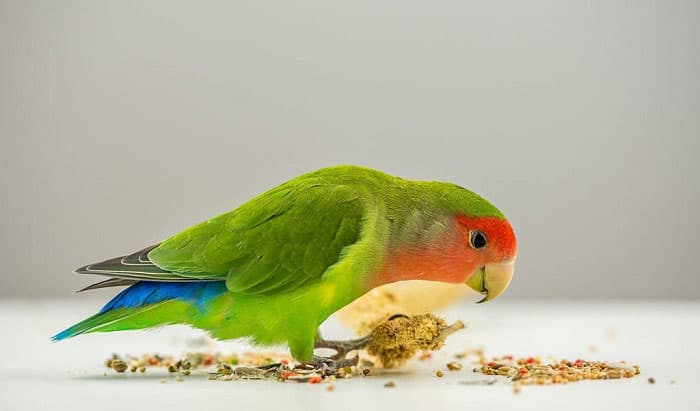 What Smell Do Birds Hate - 8 Scents to Repel Birds