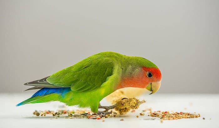 Top 7 Will mothballs keep birds away 2 What Smell Do Birds Hate - 8 Scents to Repel Birds