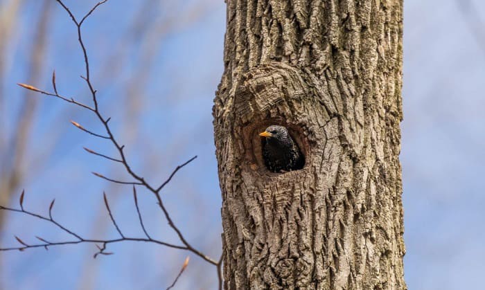 where-do-birds-sleep-at-night-in-the-winter