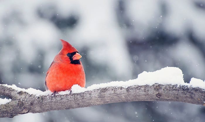 where do birds sleep in the winter