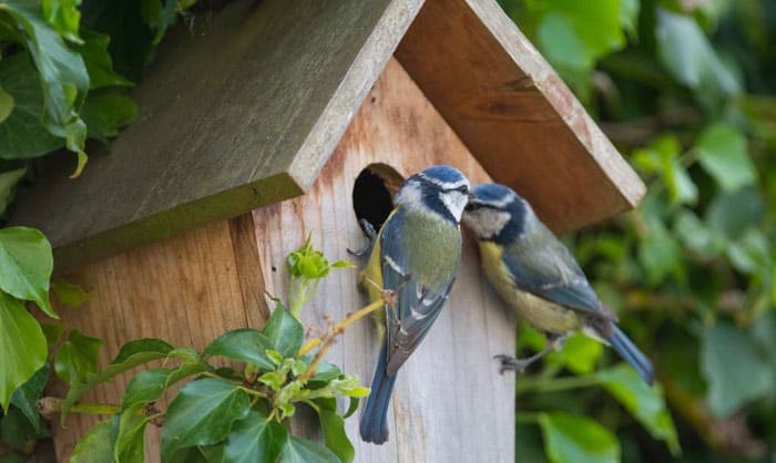 attract-birds-to-a-new-birdhouse