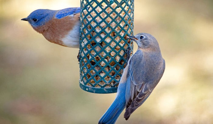 best bluebird feeder