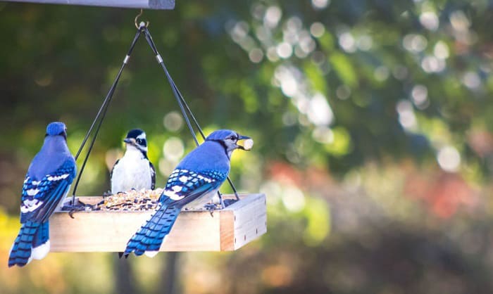 best feeder for blue jays