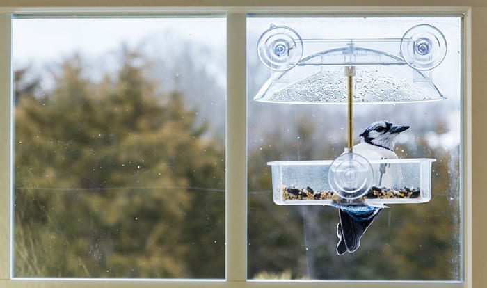 best window bird feeder