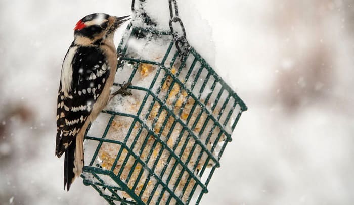 best woodpecker feeder