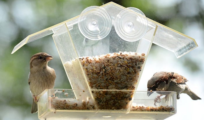 bird-feeder-for-window