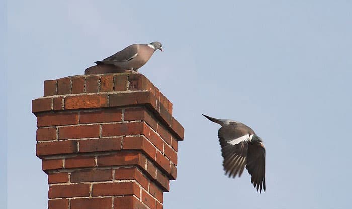 bird-nest-in-chimney