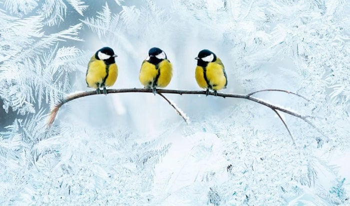 birds-live-in-the-winter