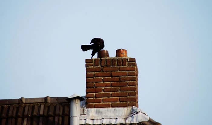 birds-nesting-in-chimney