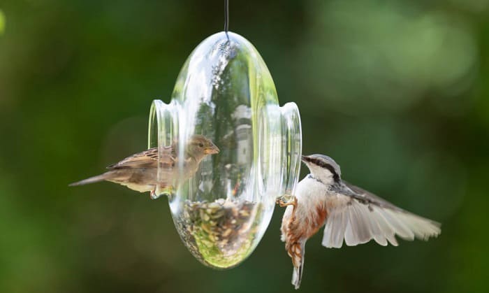 birds-not-coming-to-feeder