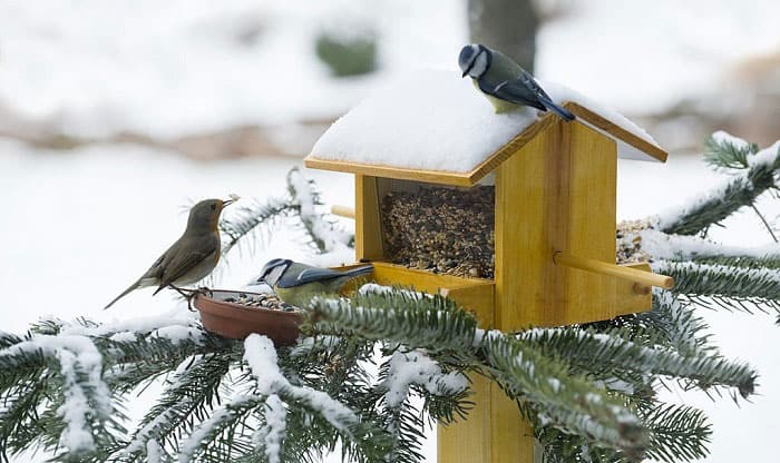 birds-that-use-birdhouses