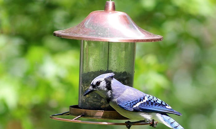 blue-jay-feeder-squirrel-proofs