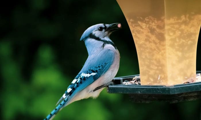 blue-jay-peanut-feeders