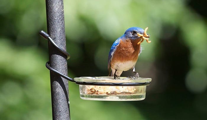 bluebird-mealworm-feeder