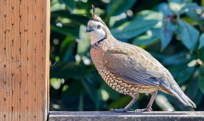 california’s-official-state-bird