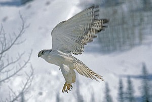 fastest-flying-eagle