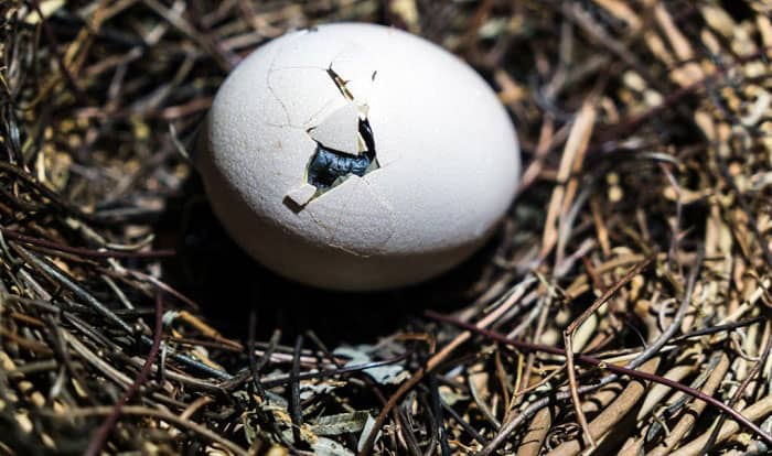 how long does it take for bird eggs to hatch