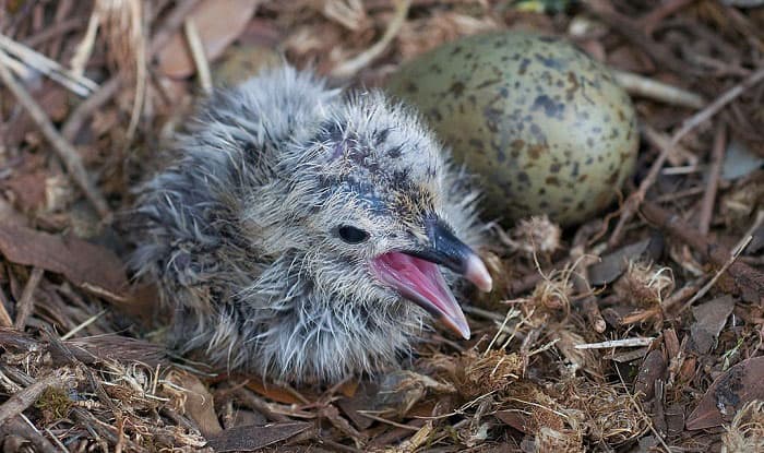 How Long Does It Take For Bird Eggs to Hatch? (Detailed Answer)