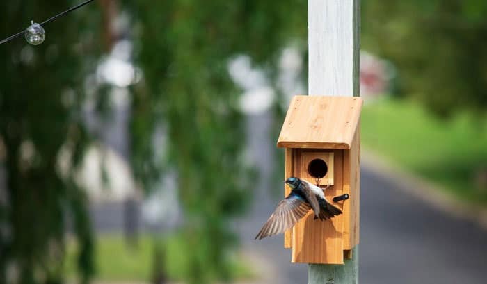 how to attract birds to a birdhouse