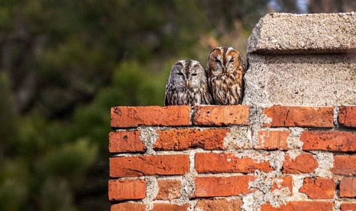 how to get birds out of my chimney