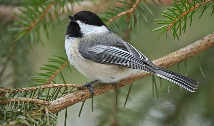 massachusetts-state-bird