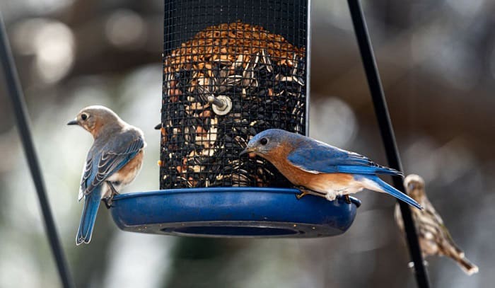 mealworm-feeders-for-bluebirds