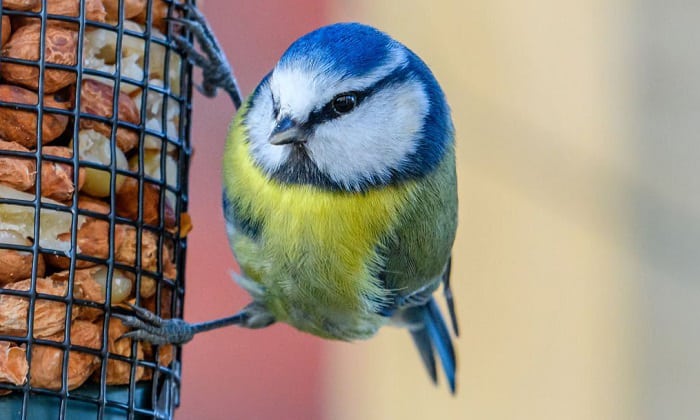 no-birds-at-my-feeder