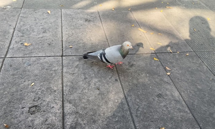 should-you-feed-birds-in-the-summer