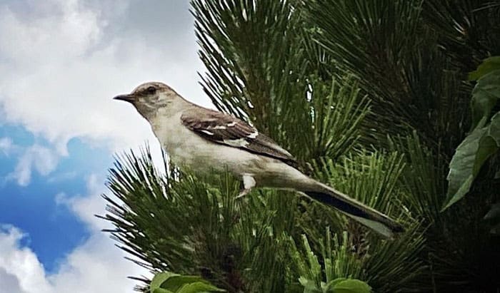 texas-mockingbirds