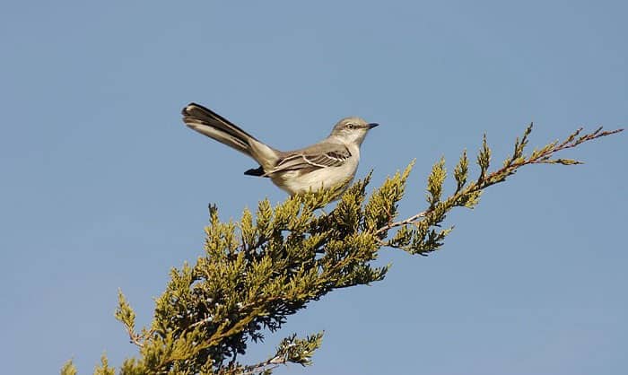 texas-state-bird