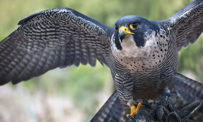 What Are the Fastest Flying Birds in the World? (Top 15) What Are the Fastest Flying Birds in the World? (Top 15)