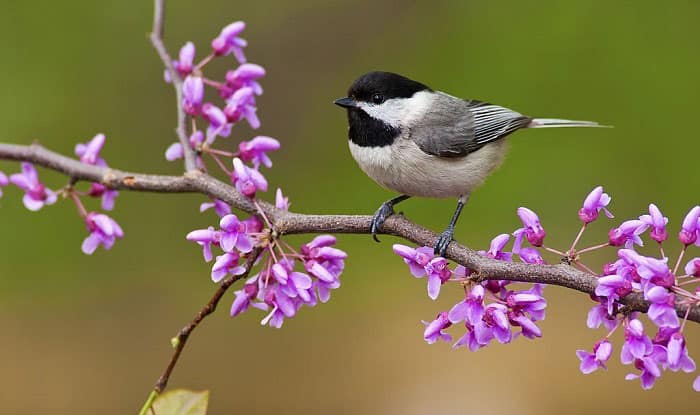 what is the state bird of massachusetts