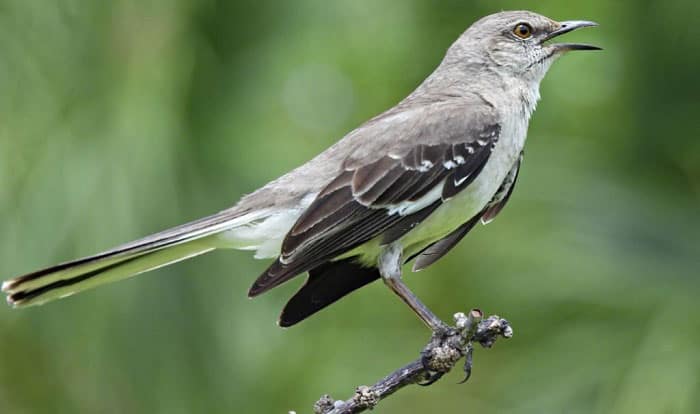 what is the state bird of texas