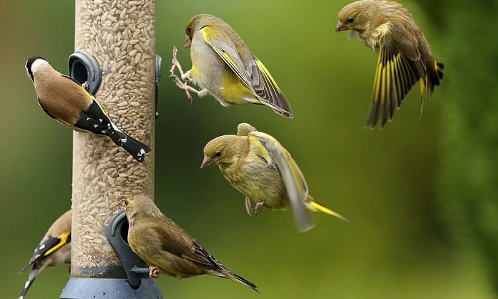 when to stop feeding birds in summer