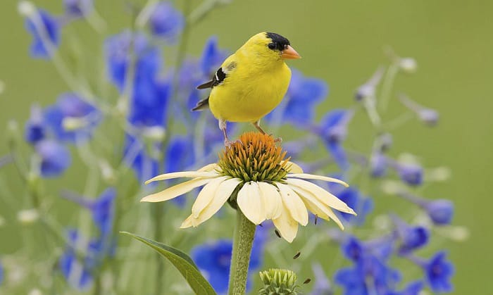 when-to-stop-feeding-orioles-grape-jelly